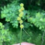 Carex tribuloides Fruto