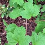 Viburnum acerifolium Blatt