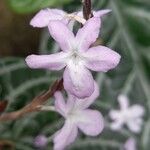 Chamaeranthemum beyrichii Flor