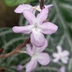 Chamaeranthemum beyrichii Flower