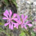 Silene colorataFlower