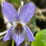 Viola collina Flower