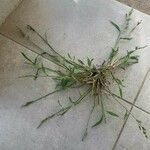 Digitaria sanguinalis Лист