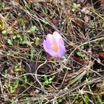 Crocus autumnalis Кветка