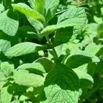 Mentha × rotundifolia Feuille