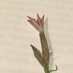 Dianthus armeria Kvet