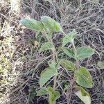 Nelsonia canescens Leaf