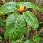 Rhododendron orbiculare List