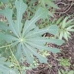 Manihot grahamii Leaf