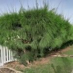 Casuarina cunninghamiana Rhisgl