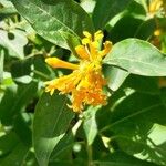 Cestrum aurantiacum Flor