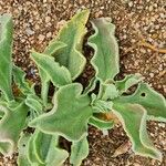 Mesembryanthemum crystallinum Leaf