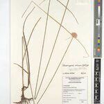 Cyperus erinaceus Άλλα