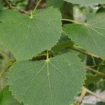 Tilia mongolica Feuille