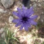 Catananche caeruleaBlodyn