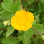 Ranunculus lanuginosusFlower