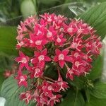 Pentas lanceolataFlower