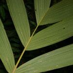 Pholidostachys pulchra Leaf