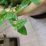 Prunella vulgaris Blad