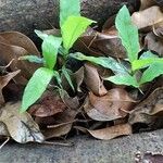 Oplismenus compositus Leaf