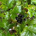 Actaea spicata Fruit