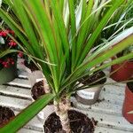 Dracaena reflexaLeaf