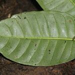 Psychotria breteleri Leaf