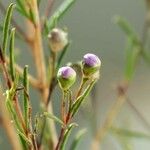 Chamelaucium uncinatum Leaf