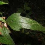 Neurolaena lobata Leaf