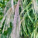 Miscanthus sinensisFruto