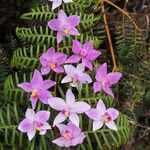 Spathoglottis unguiculata Habit