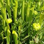 Sarracenia flava Blad