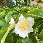 Stewartia rostrata Lorea