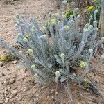 Helichrysum saxatile Агульны выгляд