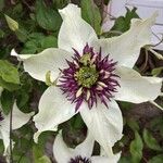 Clematis florida Květ