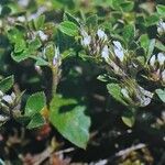 Trifolium scabrum Flower