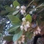 Arctostaphylos manzanita Květ