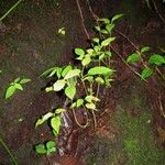 Croton tenuicaudatus Tervik taim