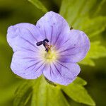 Geranium erianthum Цветок