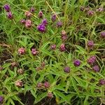 Gutenbergia cordifolia Floro