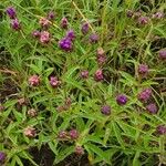 Gutenbergia cordifolia Flower