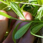 Polygala polygama Hoja
