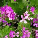 Lunaria rediviva പുഷ്പം