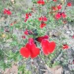 Salvia greggii Blomma