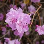 Rhododendron mucronulatum Flower