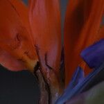 Strelitzia reginae Flower