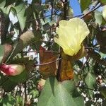 Gossypium barbadense Fula