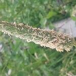 Phalaris aquatica Fula