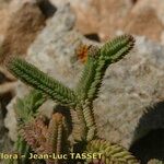 Hypericum ericoides Other