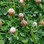 Trifolium fragiferum 花
